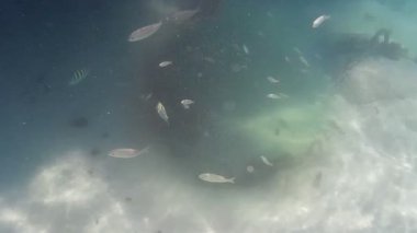 Hareketsiz deniz arka planı ve tropikal balık hareketli sinemagraf etkisi