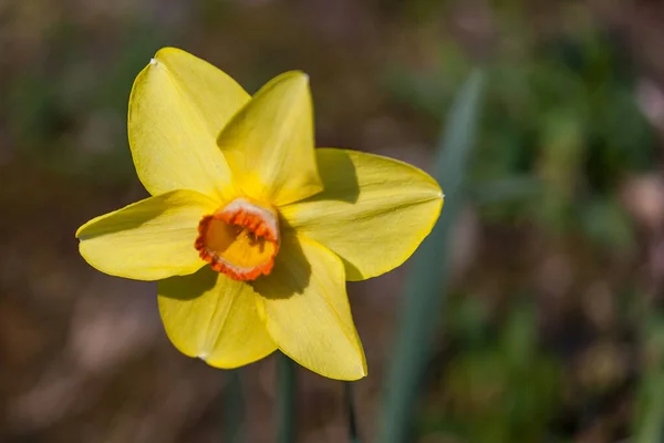 Detalj av gula narcissus i blom — Stockfoto