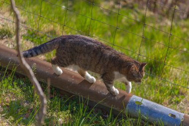 Bir parça tırabzanın üzerinde yürüyen kedi.