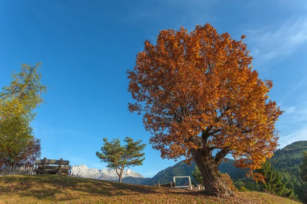 Осенний дуб со скамейкой рядом с ним — стоковое фото