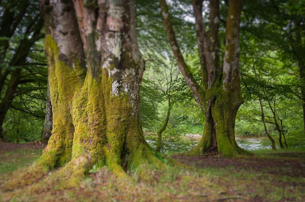 Эффект смещения старых буковых деревьев, покрытых плесенью, Гленкоу, Шотландия — стоковое фото