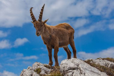 Genç dağ keçisi gökyüzüne, Dolomitlere, İtalya 'ya doğru döndü.