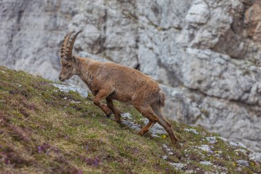 Kaya duvarlı arka planda bir çayırda yürüyen Ibex, Dolomitler, İtalya