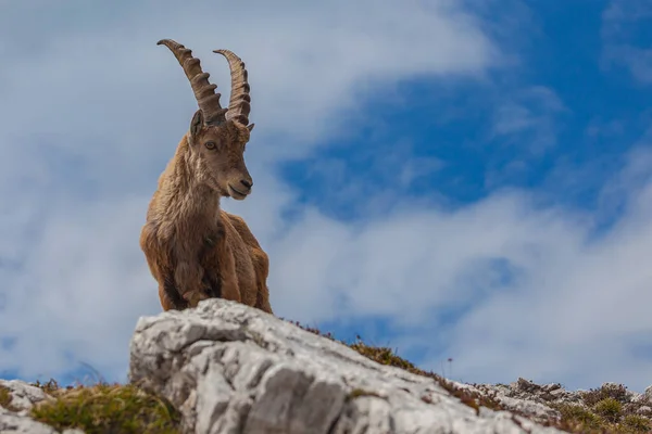 Genç dağ keçisi başı gökyüzüne dönük bir şekilde bir kayanın üzerinde, Dolomitler