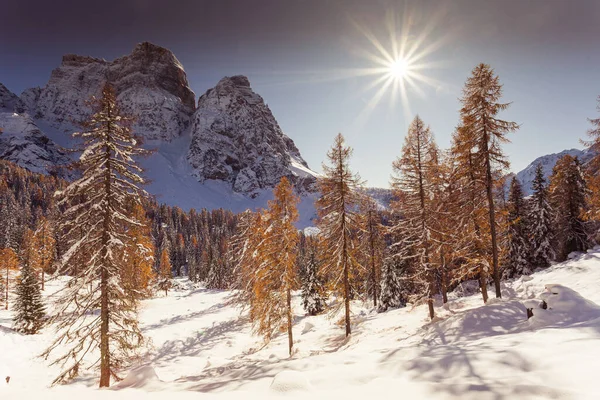 Larch and fir forest covered of snow in front of Mount Pelmo, Dolomites, Italy — Stock Photo, Image