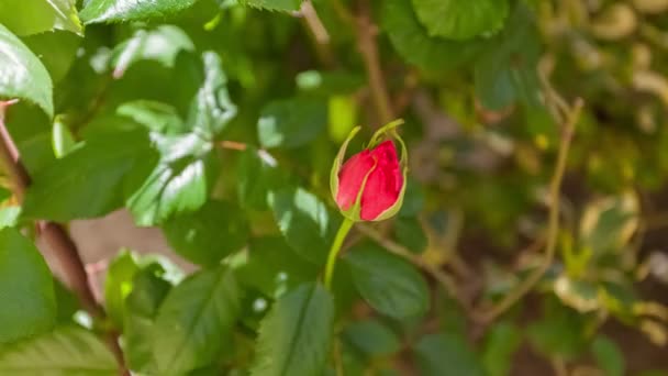 Временной промежуток цветка розы перед его открытием — стоковое видео