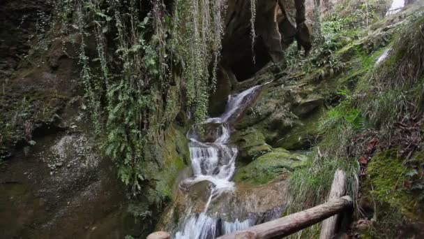 Beautiful waterfalls in a rocky gorge full of vegetation — Stock Video