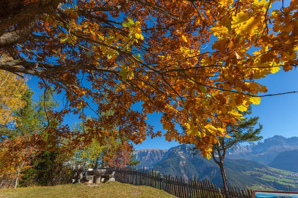 Herbst farbige Eichenzweige mit dolomitischen Gipfeln Hintergrund — Stockfoto