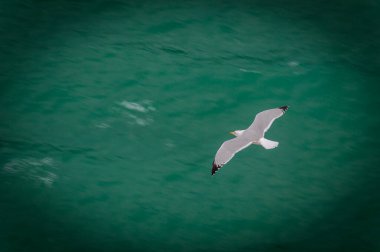 Deniz yüzeyinde uçan martılar.