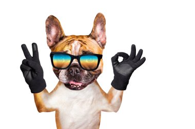 komik köpek fransız bulldog onun pençeleri ve elleri barış bir jest ve bir işaret yaklaşık gösterir. Hayvan beyaz bir arka plan üzerinde izole