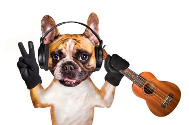 ukulele müzik dinlerken kulaklık komik köpek zencefil fransız bulldog müzisyen. Beyaz arka planda izole edilmiş hayvan