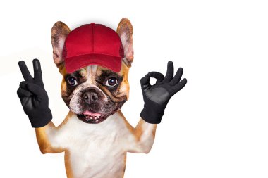 kırmızı bir kap komik köpek zencefil fransız bulldog bir işaret yaklaşık göstermek. Hayvan beyaz arka plan üzerinde izole