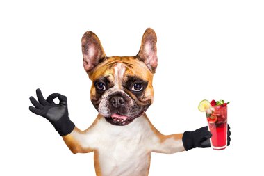 komik köpek zencefil fransız bulldog bir barda bir bardak alkollü bir kokteyl tutun ve bir işaret yaklaşık göstermek.