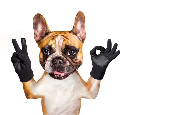 Engraçado cão francês bulldog mostra com suas patas e mãos um gesto de paz e um sinal de aprox. Animal é isolado em um fundo branco — Fotografia de Stock