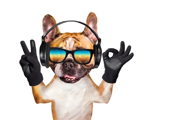 Grappige hond gember Franse Bulldog muzikant in koptelefoon in zonnebril luisteren naar muziek. Dier geïsoleerd op witte achtergrond — Stockfoto