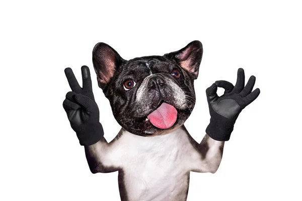 Lustiger Hund Französische Bulldogge zeigt mit seinen Pfoten und Händen eine Geste des Friedens und ein Zeichen ca. Tier ist auf weißem Hintergrund isoliert — Stockfoto
