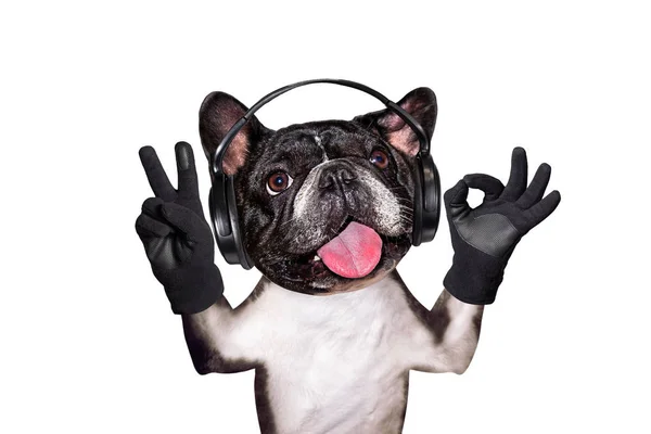 Divertido perro jengibre bulldog francés músico en auriculares escuchando música. Animal aislado sobre fondo blanco — Foto de Stock