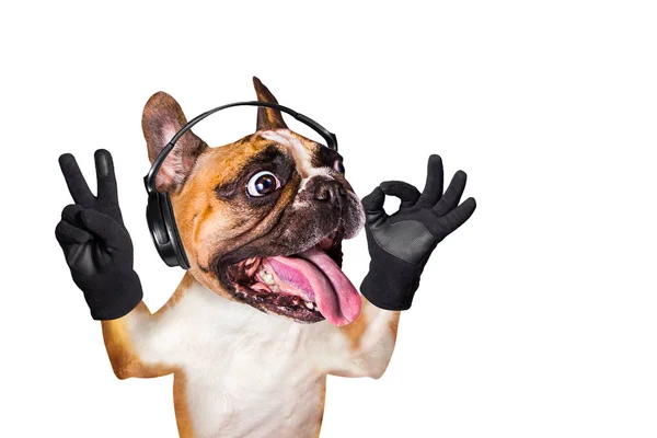 Funny dog ginger french bulldog musician in headphones listening to music. Animal isolated on white background — Stock Photo, Image