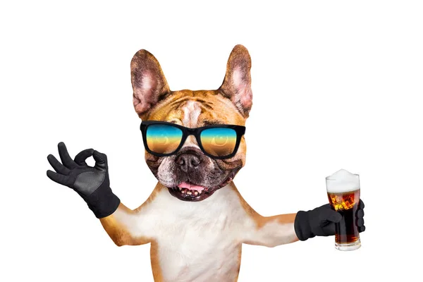 güneş gözlüğü komik köpek zencefil fransız bulldog bir barda bir bardak alkollü bira tutun ve bir işaret yaklaşık göstermek.