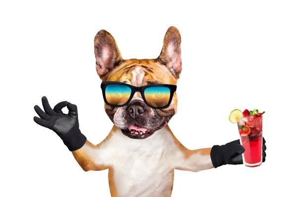 Perro divertido jengibre bulldog francés en gafas de sol sostienen un cóctel alcohólico en una copa en un bar y muestran un cartel aprox. Animal aislado sobre fondo blanco — Foto de Stock