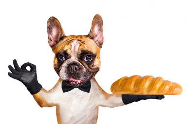 siyah bir papyon komik köpek zencefil fransız bulldog garson fırında bir somun tutun ve bir işaret yaklaşık göstermek.