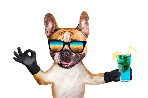 Lustige Hund Ingwer Französische Bulldogge mit Sonnenbrille hält einen alkoholischen Cocktail in einem Glas in einer Bar und zeigt ein Schild ca. Tier isoliert auf weißem Hintergrund — Stockfoto