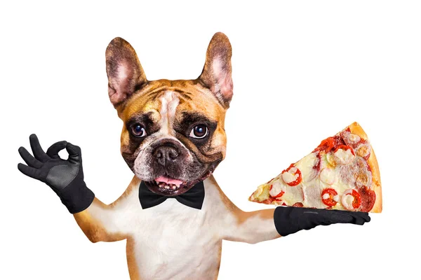 Lustiger Hund Ingwer Französische Bulldogge Kellner in schwarzer Fliege halten ein Stück italienische Pizza mit Käse und Tomaten und zeigen ein Schild ca. Tier isoliert auf weißem Hintergrund — Stockfoto