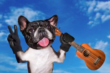 ukulele müzik dinlerken komik köpek fransız bulldog müzisyen. Mavi gökyüzü arka planı üzerinde hayvan