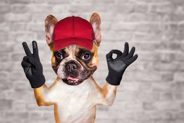 kırmızı bir kap komik köpek zencefil fransız bulldog tuğla duvar arka plan üzerinde bir işaret yaklaşık göstermek.