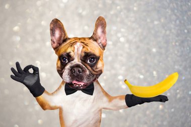 siyah bir papyon komik köpek kırmızı fransız bulldog garson bir muz meyve sarı tutun ve bir işaret yaklaşık göstermek.