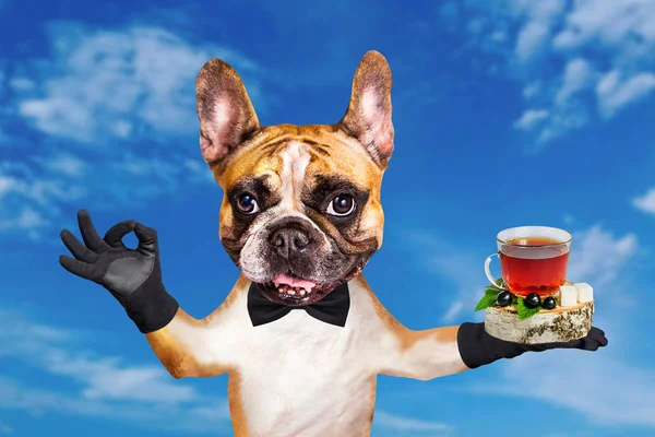 funny dog red french bulldog waiter in a black bow tie hold tea in glass mug and show a sign approx. Animal on blue sky background