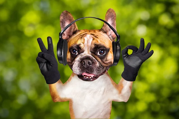 Drôle de chien gingembre bouledogue musicien français dans les écouteurs écouter de la musique. Animal sur fond bokeh vert — Photo