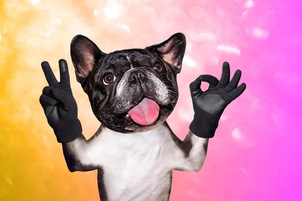 有趣的狗法国斗牛犬显示与他的爪子和手的和平手势和标志约动物在粉红色橙色明亮的背景 — 图库照片