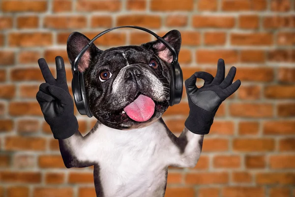 Engraçado cão gengibre francês bulldog músico em fones de ouvido ouvir música. Animal no fundo da parede de tijolo — Fotografia de Stock