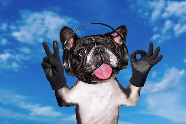 Grappige hond gember Franse Bulldog muzikant in hoofdtelefoon luisteren naar muziek. Dier op blauwe hemel achtergrond — Stockfoto