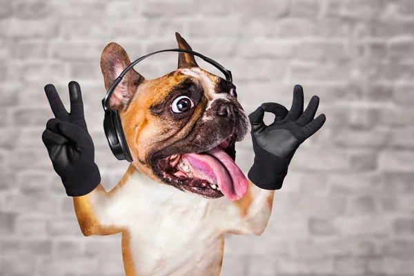 有趣的狗姜法国斗牛犬音乐家在耳机听音乐。砖墙背景动物 — 图库照片