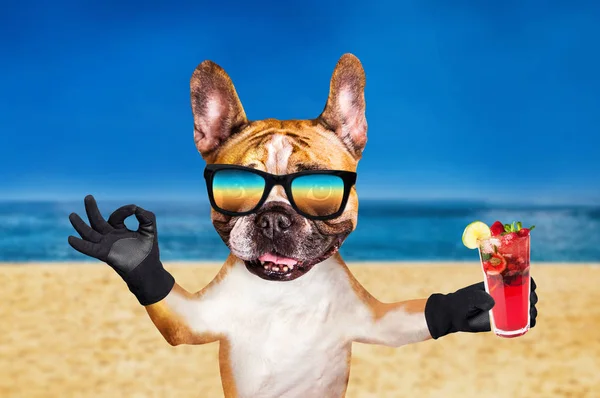 Grappige hond gember Franse Bulldog in zonnebrillen Houd een alcoholische cocktail in een glas in een bar en Toon een bord ca. dier op strand, zee en hemel achtergrond — Stockfoto