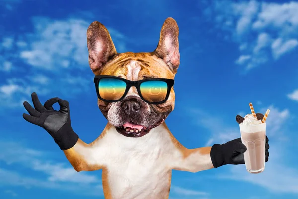 Смешная собака рыжий французский бульдог в солнечных очках держать молочный коктейль в стакане и показать знак прибл. Животное на голубом фоне неба — стоковое фото