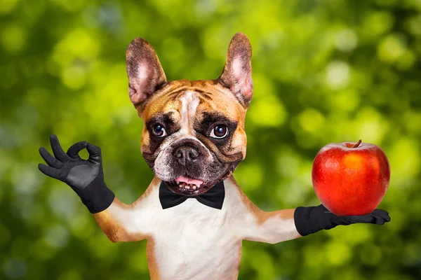 funny dog ginger french bulldog waiter in a black bow tie hold a Big apple and show a sign approx. Animal on green bokeh background