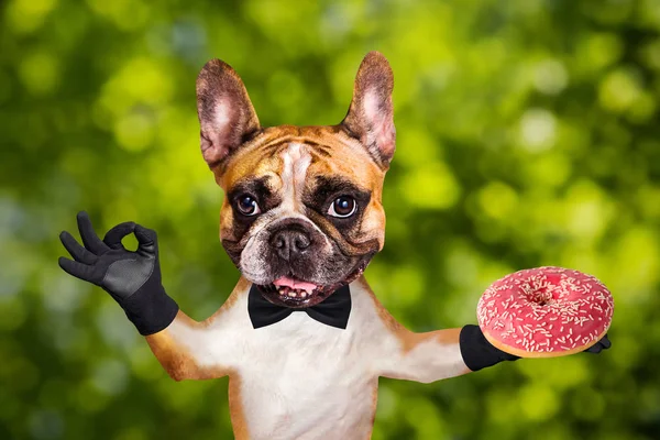 funny dog ginger french bulldog waiter in a black bow tie hold a donut and show a sign approx. Animal on green bokeh background