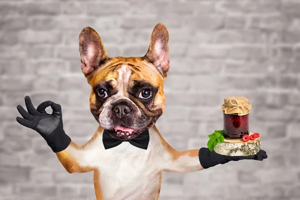 funny dog red french bulldog waiter in a black bow tie hold jam in a glass jar and show a sign approx. Animal on brick wall background