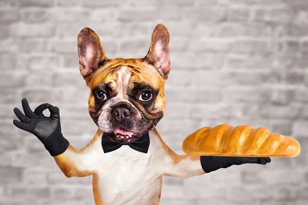 funny dog ginger french bulldog waiter in a black bow tie hold a loaf in the bakery and show a sign approx. Animal on brick wall background