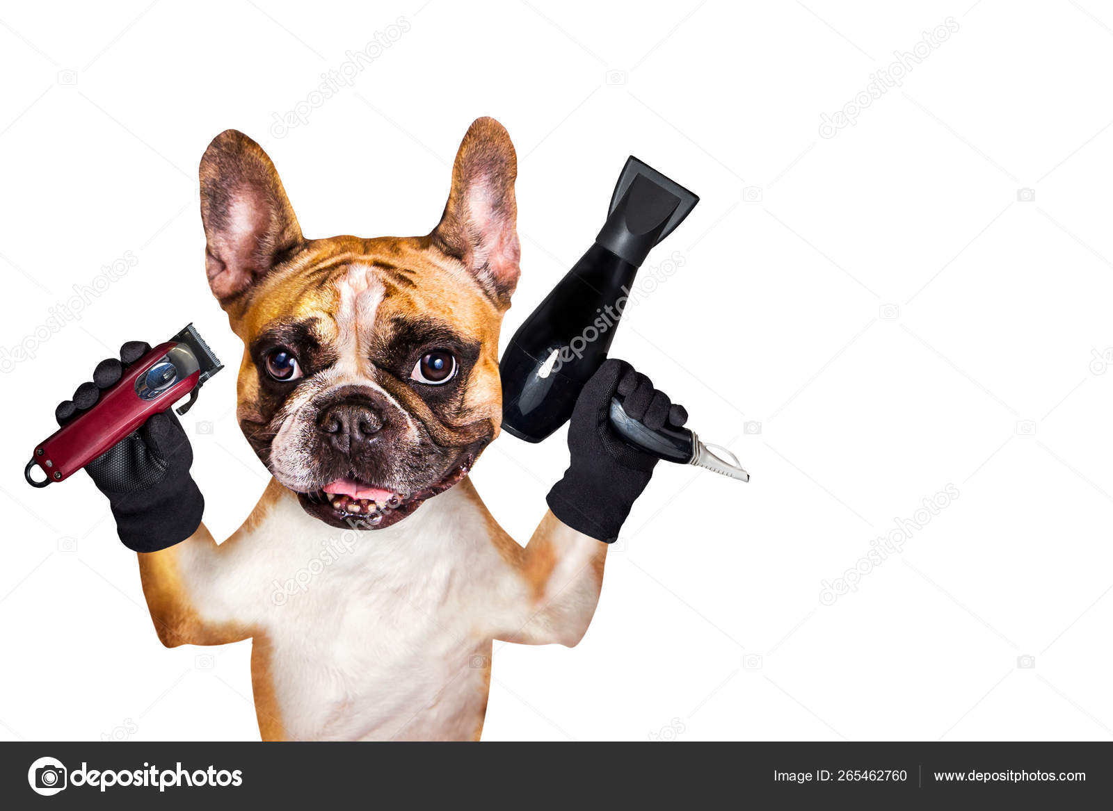Funny dog ginger french bulldog barber groomer hold clipper and