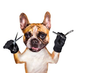 komik köpek zencefil fransız bulldog berber damat makas ve düz jilet tutun. Beyaz arka planda izole edilmiş adam