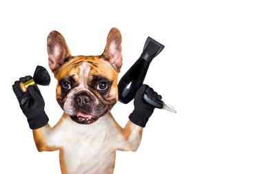 komik köpek zencefil fransız bulldog berber damat saç kurutma makinesi ve fırça tutun. Beyaz arka planda izole edilmiş adam