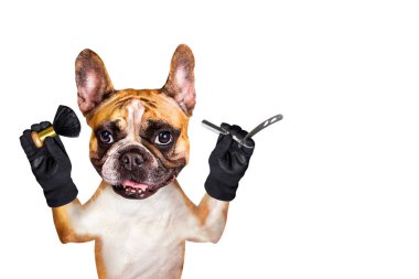 komik köpek zencefil fransız bulldog berber damat düz jilet ve fırça tutun. Beyaz arka planda izole edilmiş adam