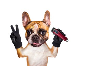 komik köpek berber zencefil fransız bulldog saç kesme tutmak. Beyaz arka planda izole edilmiş adam