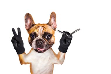 komik köpek zencefil fransız bulldog berber düz bir jilet tutun. Beyaz arka planda izole edilmiş adam