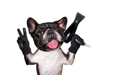 komik köpek siyah berber damat fransız bulldog saç kurutma makinesi tutun. Beyaz arka planda izole edilmiş adam