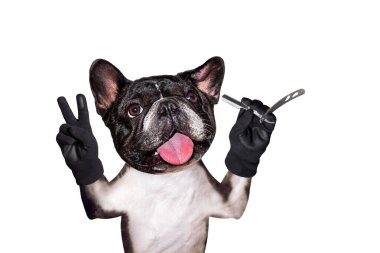 komik köpek siyah berber damat fransız bulldog düz jilet tutun. Beyaz arka planda izole edilmiş adam